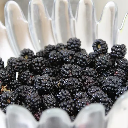 Spiros Pelion Lejlighed *